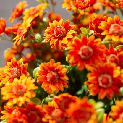 💥Last Day Each - Artificial Outdoor Sunset Mums Flowers -  Waterproof, Windproof