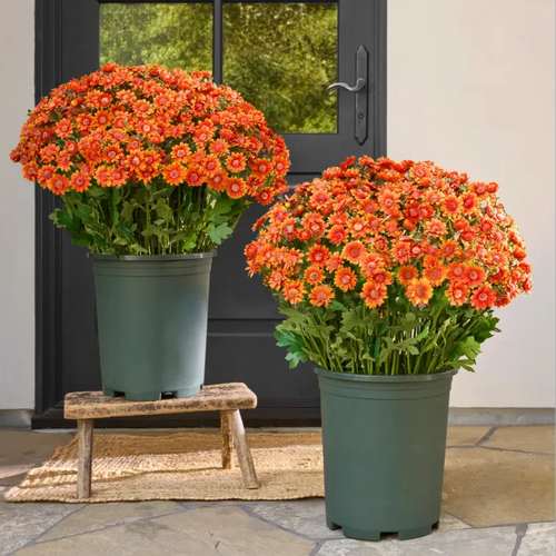 💥Last Day Each - Artificial Outdoor Sunset Mums Flowers -  Waterproof, Windproof